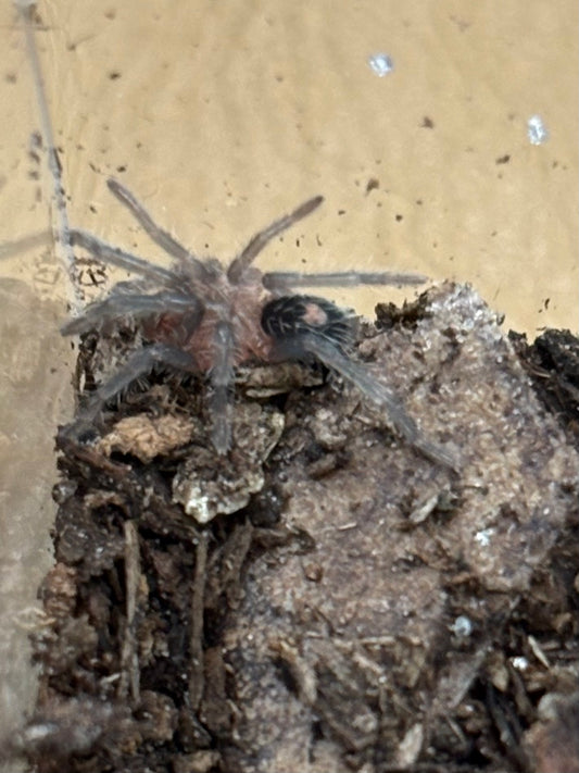 Cyriocosmus sp βPrimaveraβ