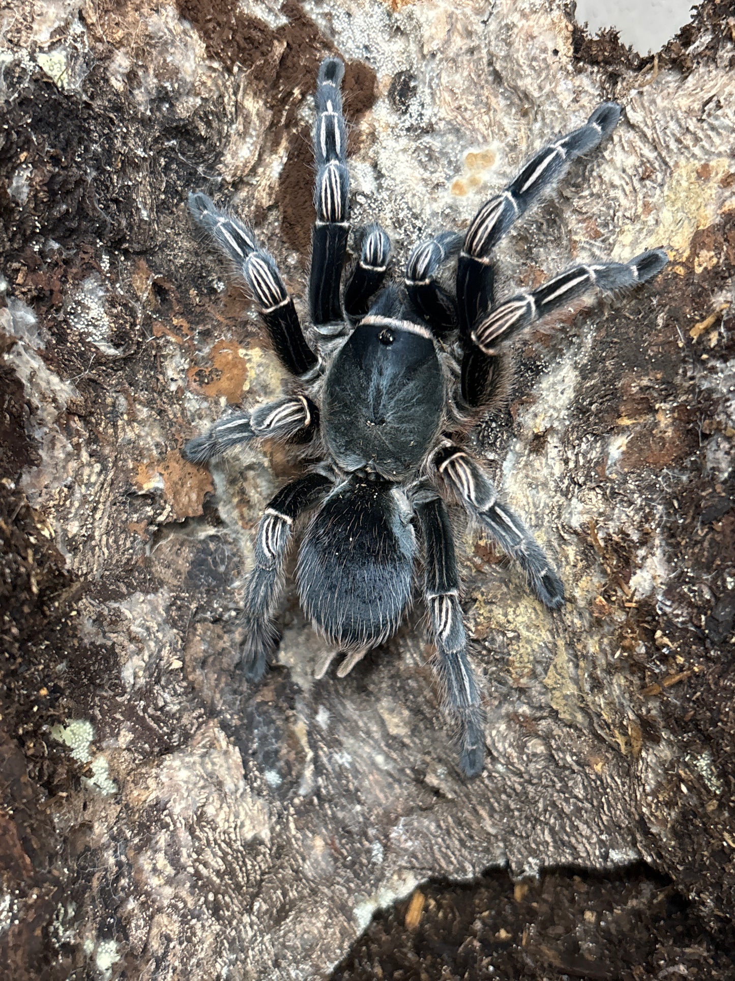 Aphonopelma Seemanni (Costa Rican Stripe Knee)