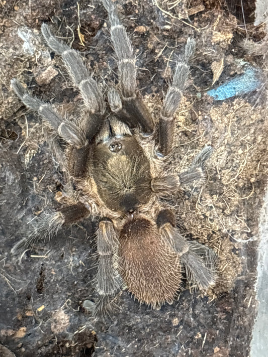 Euthycaelus Colonica (Venezuelan Gold & Bronze)