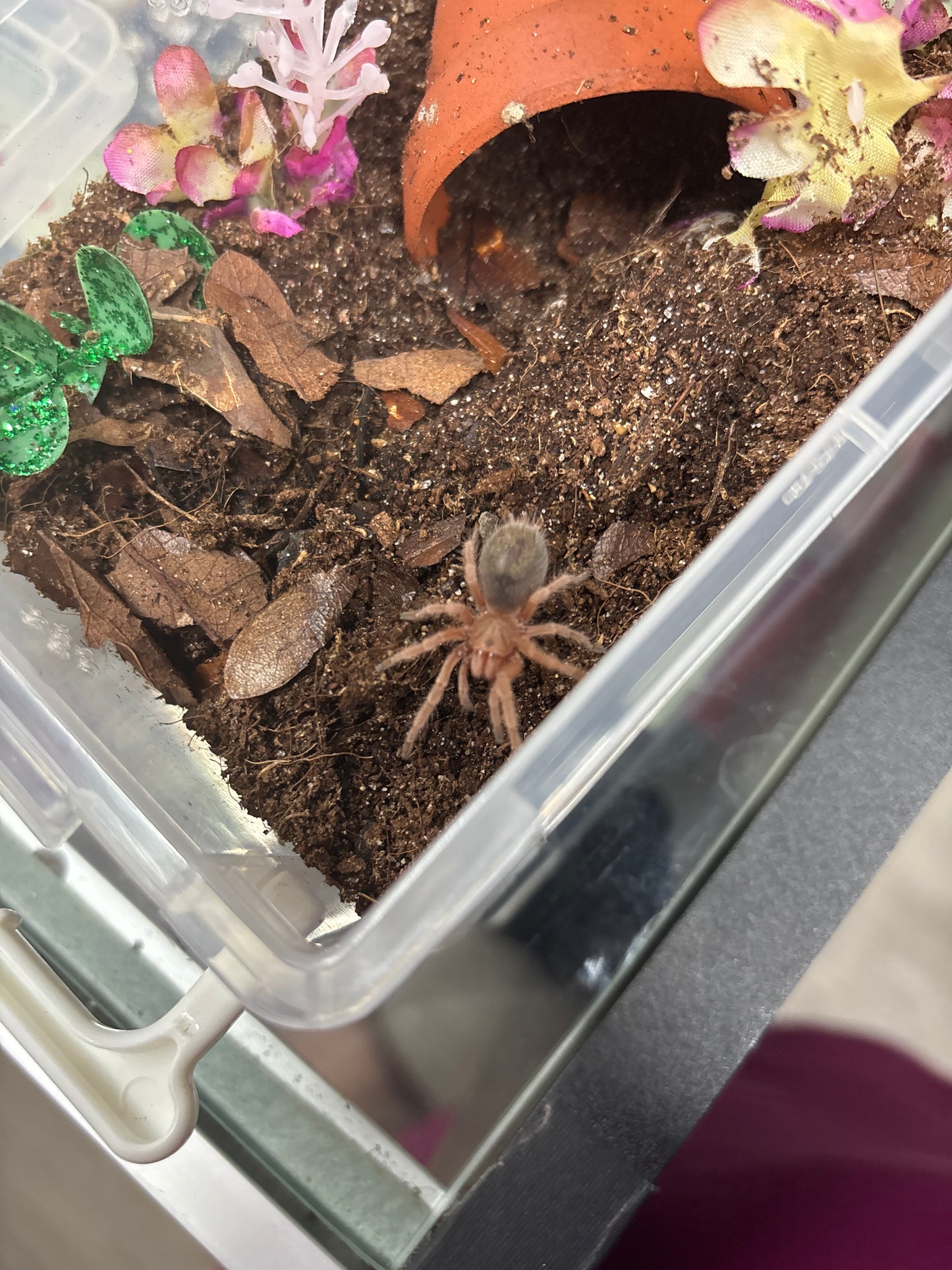 Grammostola Rosea (Chilean Rose Hair) NCF