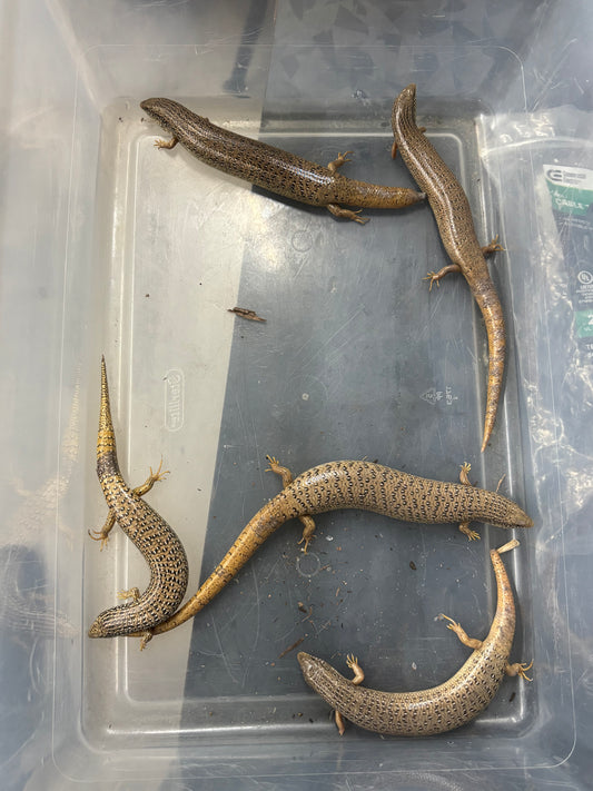 Ocellated Skinks