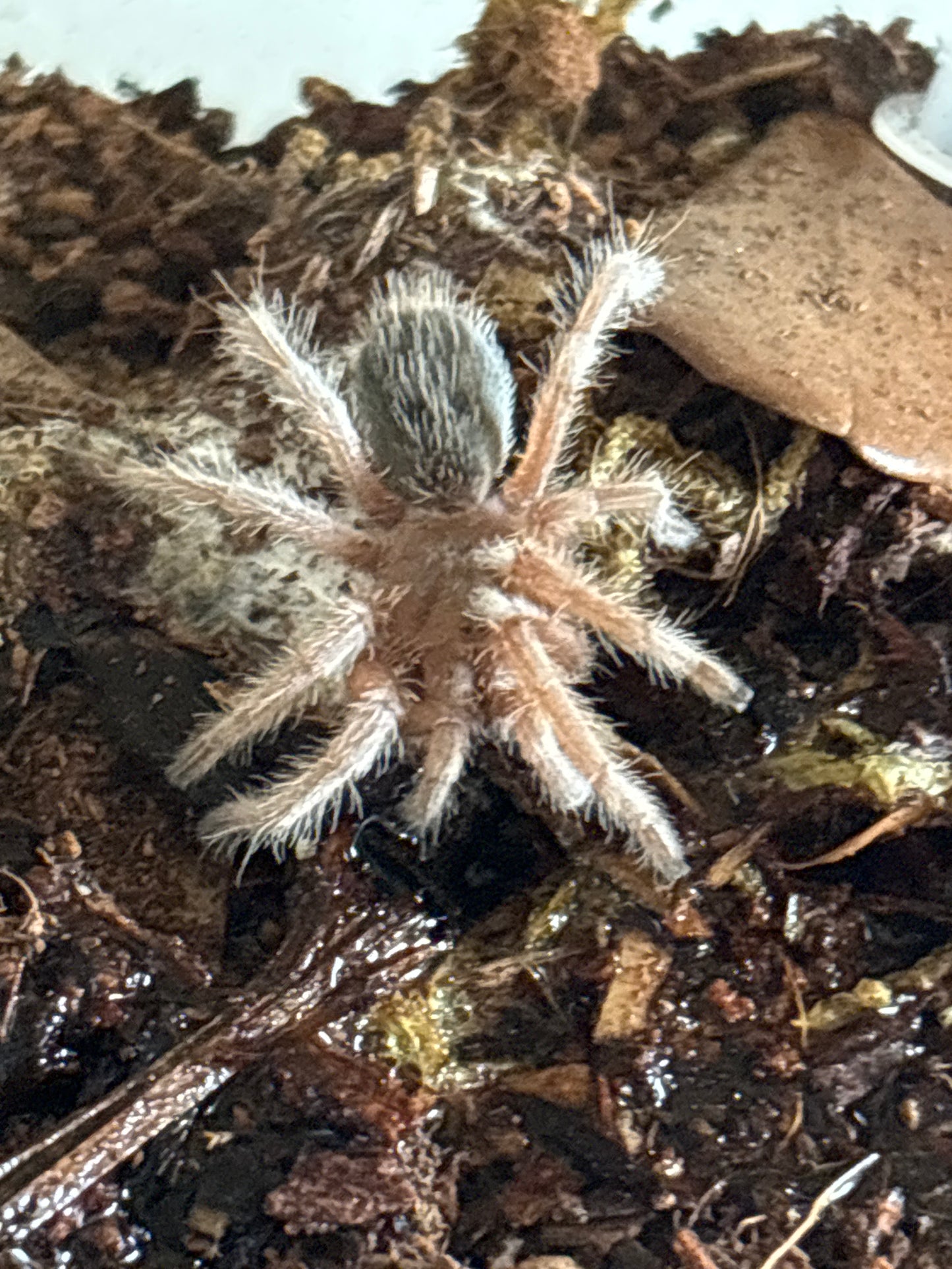 Grammostola Porteri (Chilean Rose Hair)