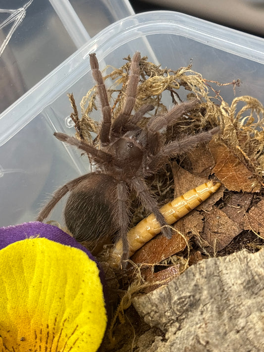 Aphonopelma sp 'Puebla'