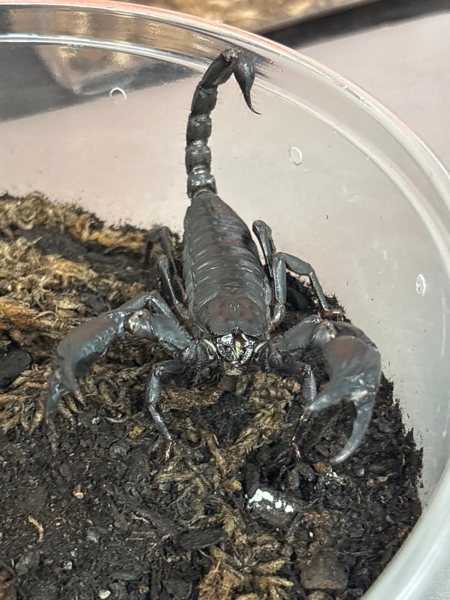 Heterometrus Petersii (Forest Scorpion)