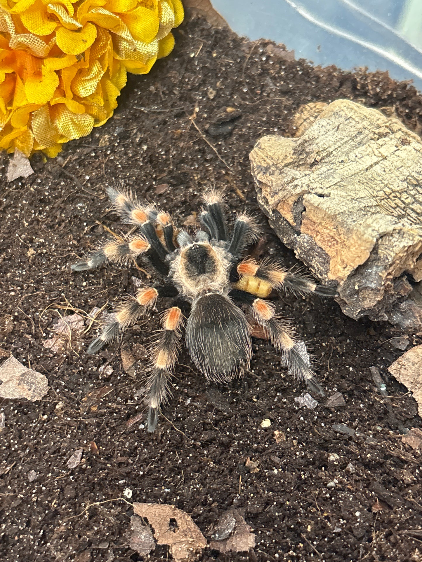 Brachypelma Smithi (Giant Red Knee)