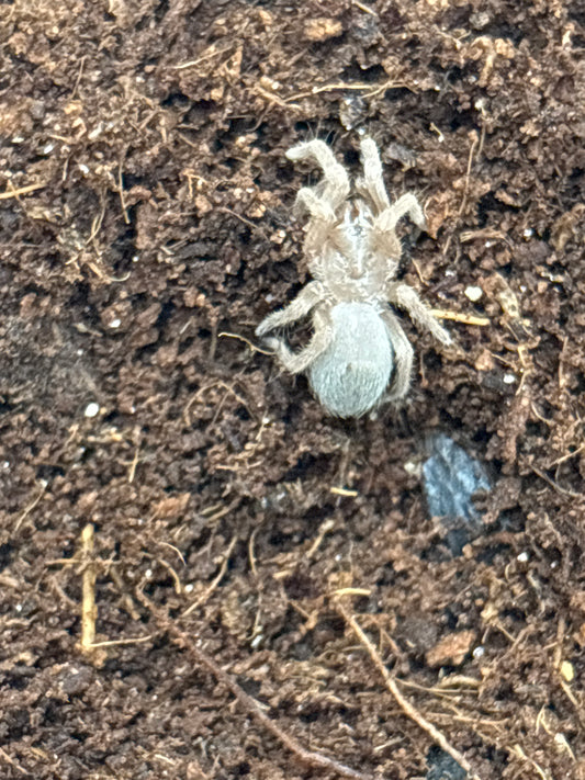 Pseudhapalopus sp βMagdalenaβ