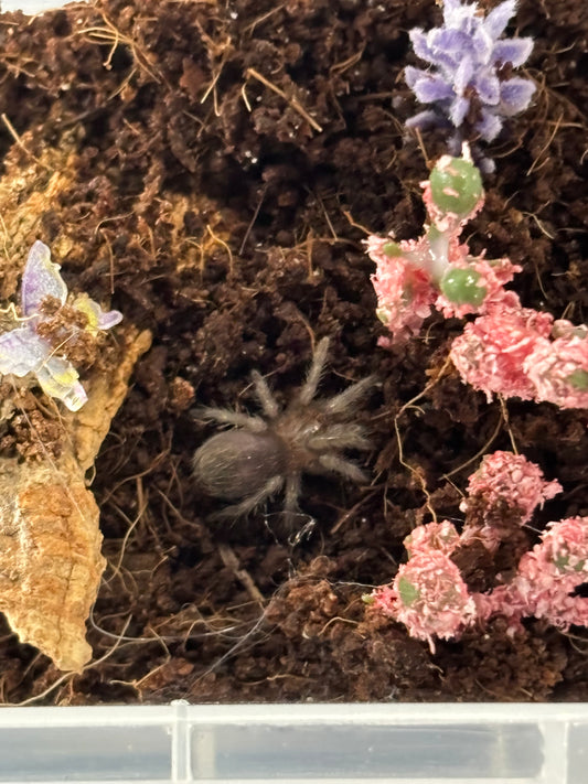 Tliltocatl Sabulosus (Guatemalan Red Rump)