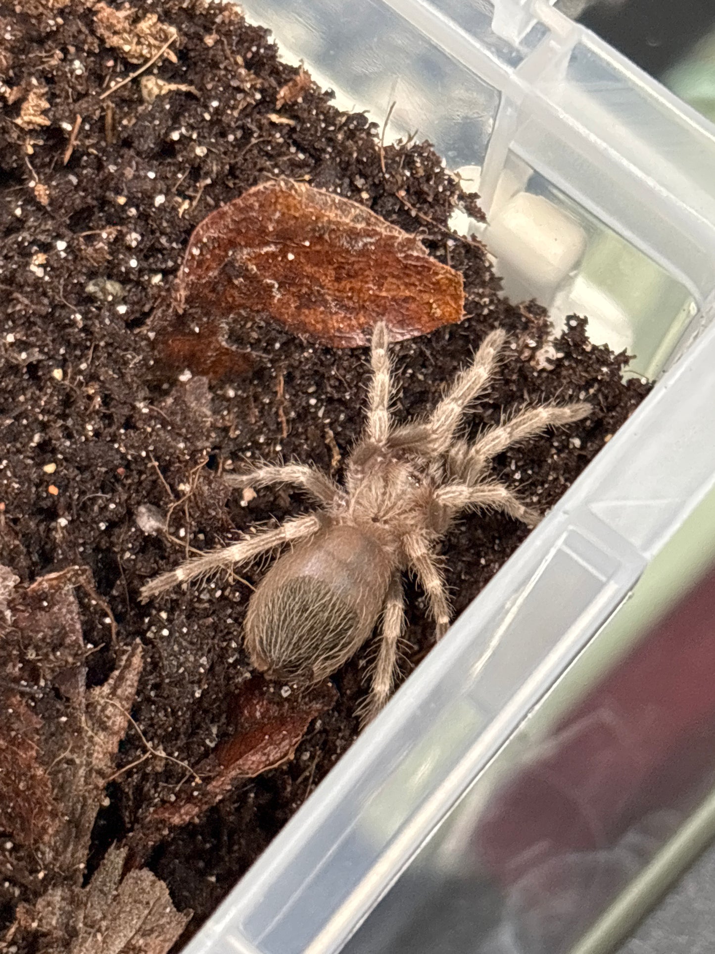 Nhandu Chromatus (Brazilian Red & White)