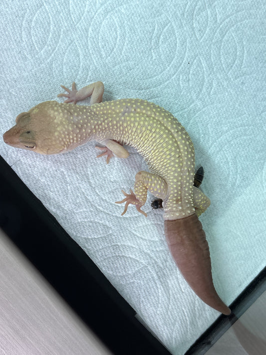 Leopard Gecko Unsexed