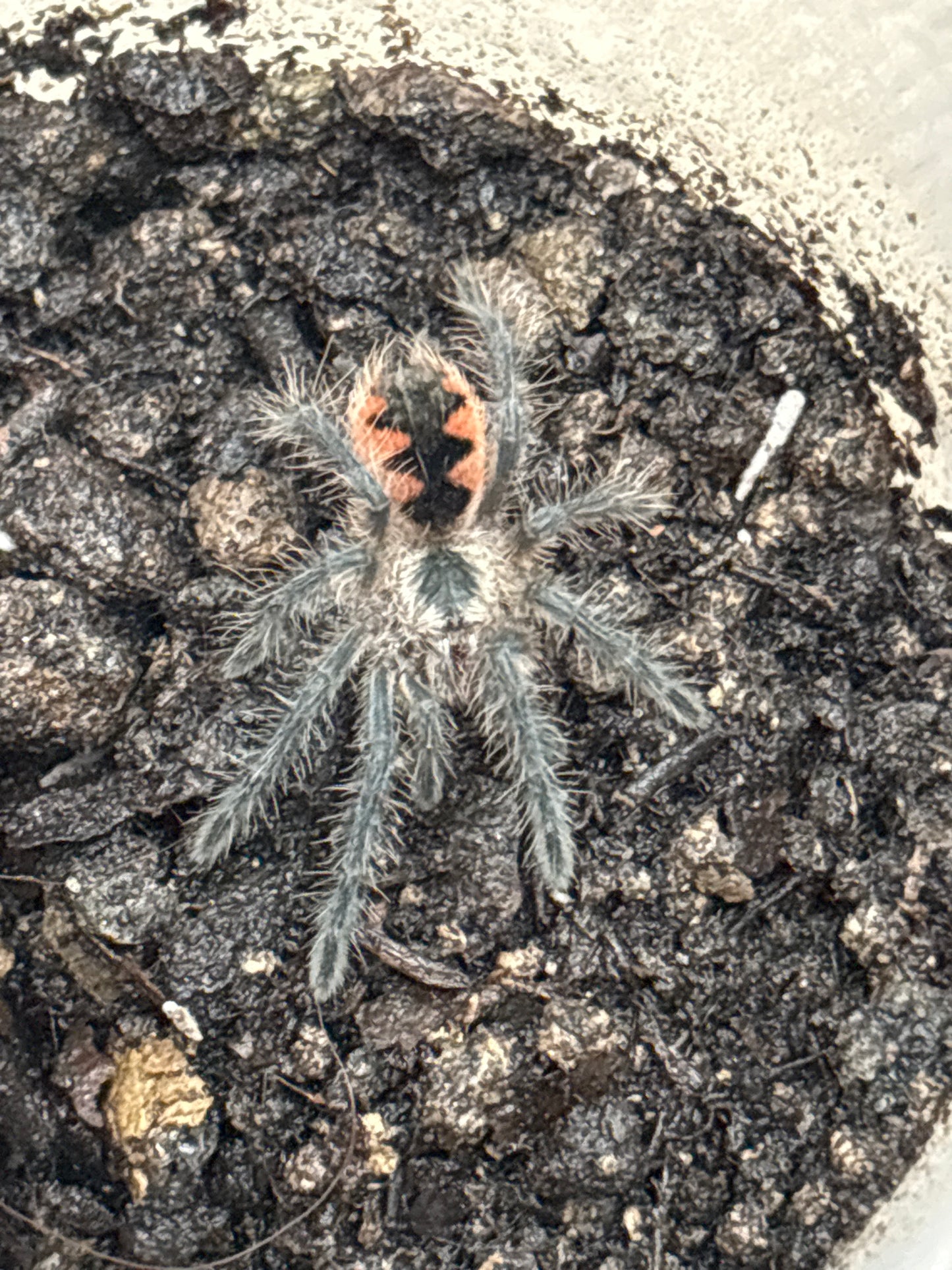 Pamphobeteus c.f. Insignis (Ecuador)