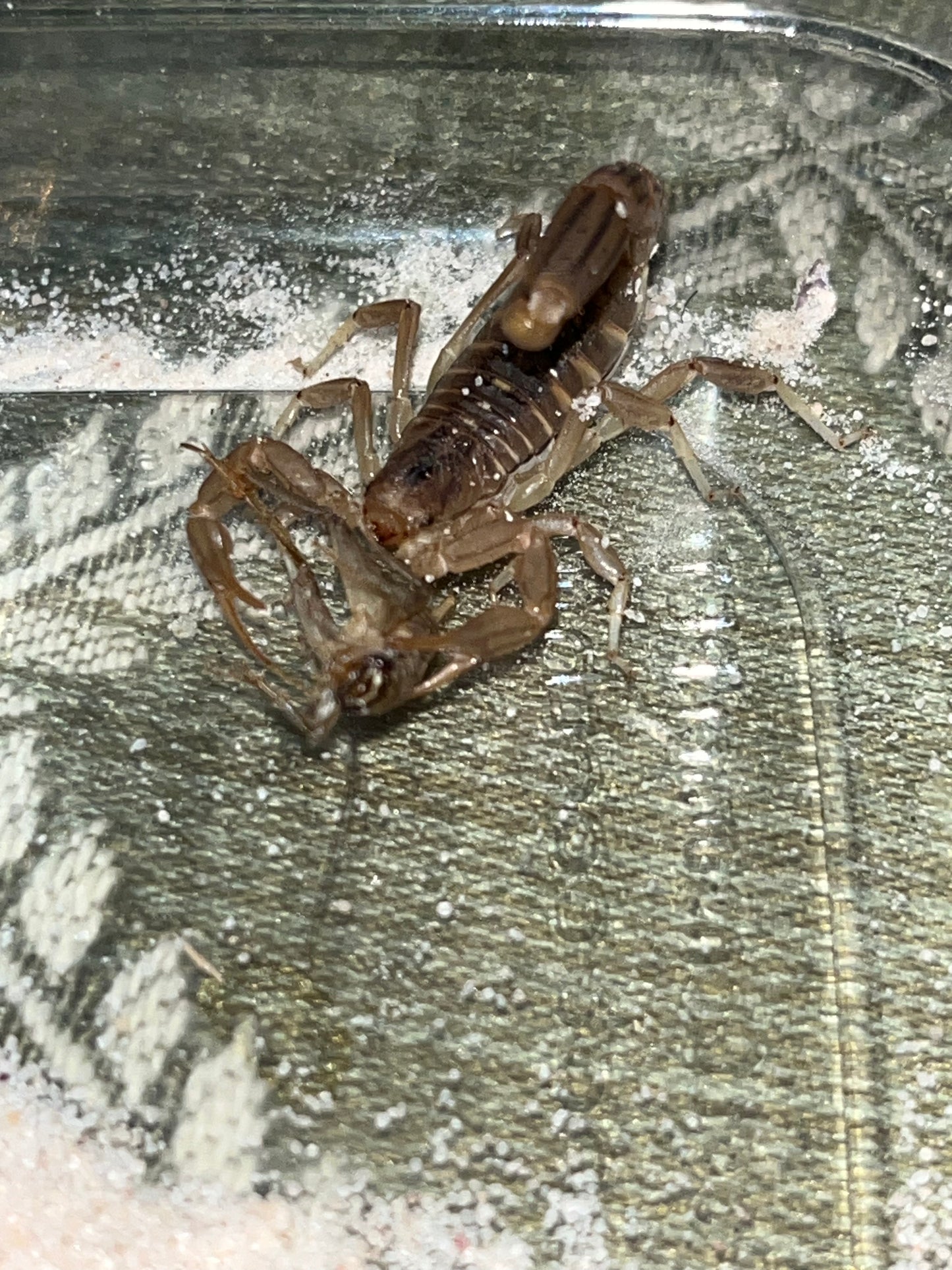 Paravaejovis Spinigerus (Stripe-Tailed Scorpion)
