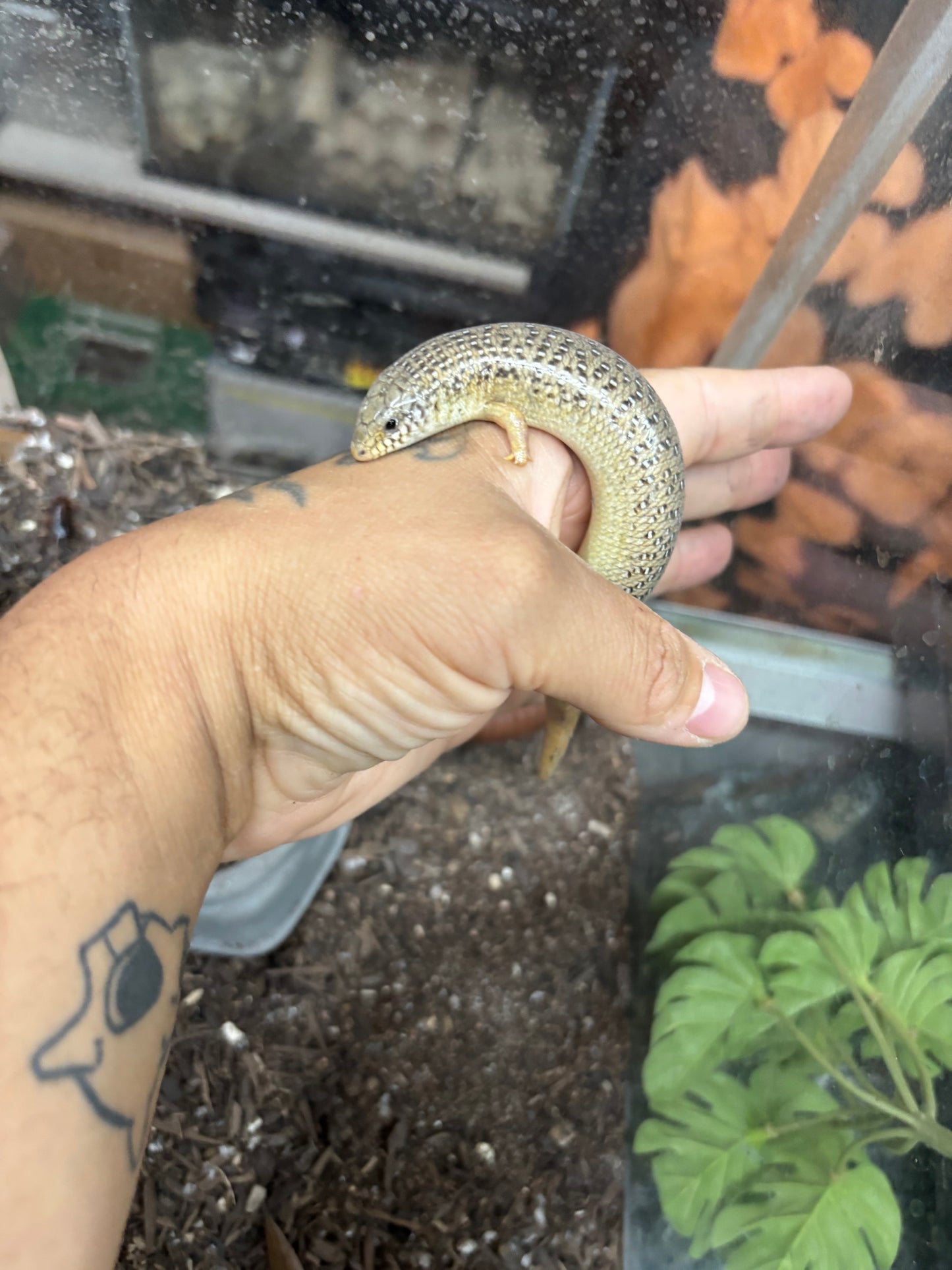 Ocellated Skinks