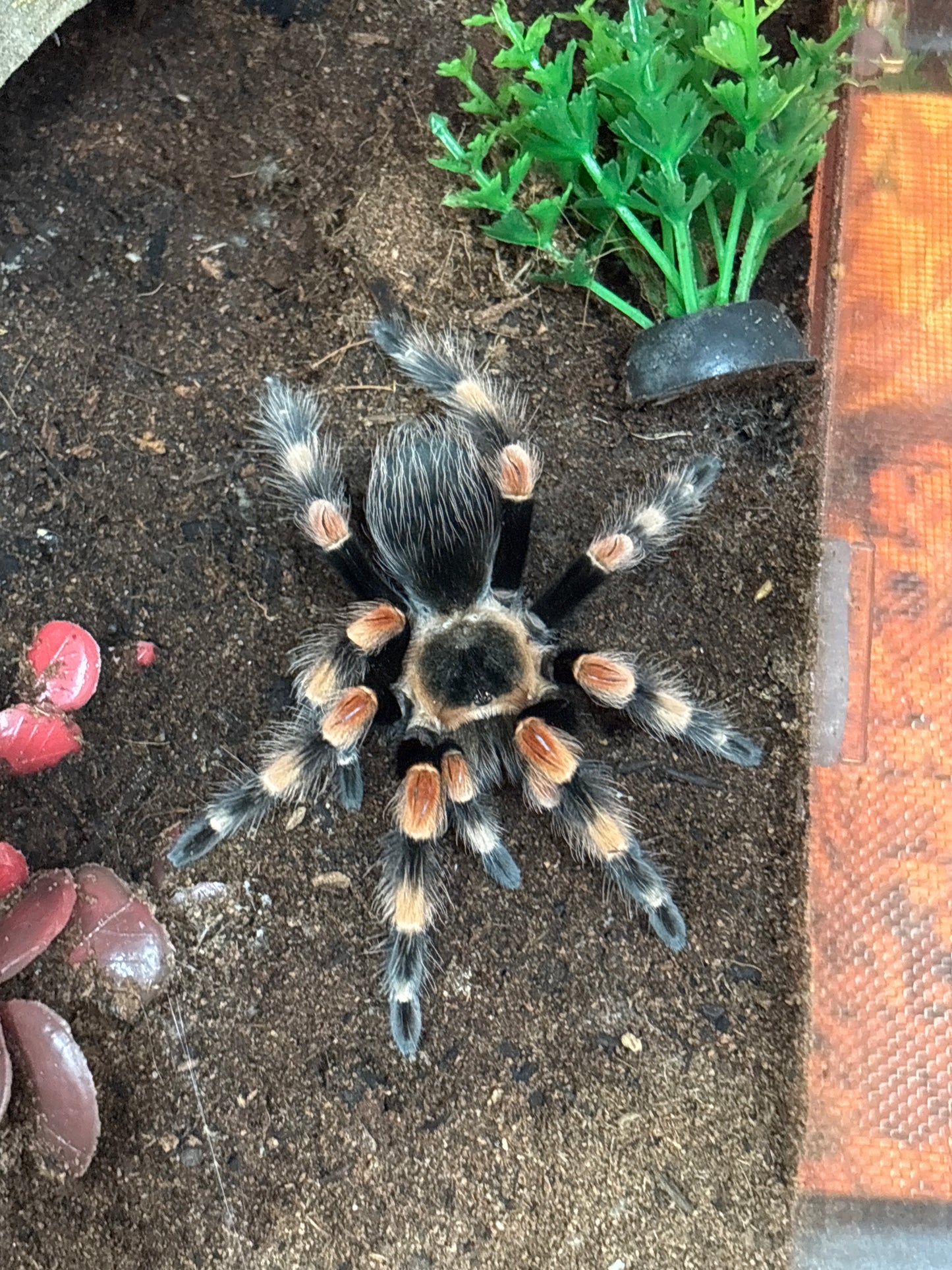 Brachypelma Hamorii (Mexican Red Knee)