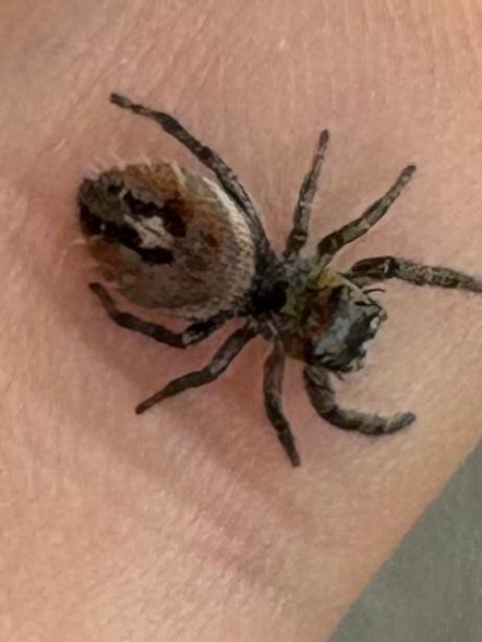 Phiddipus Phoenix (Phoenix Jumping Spider)