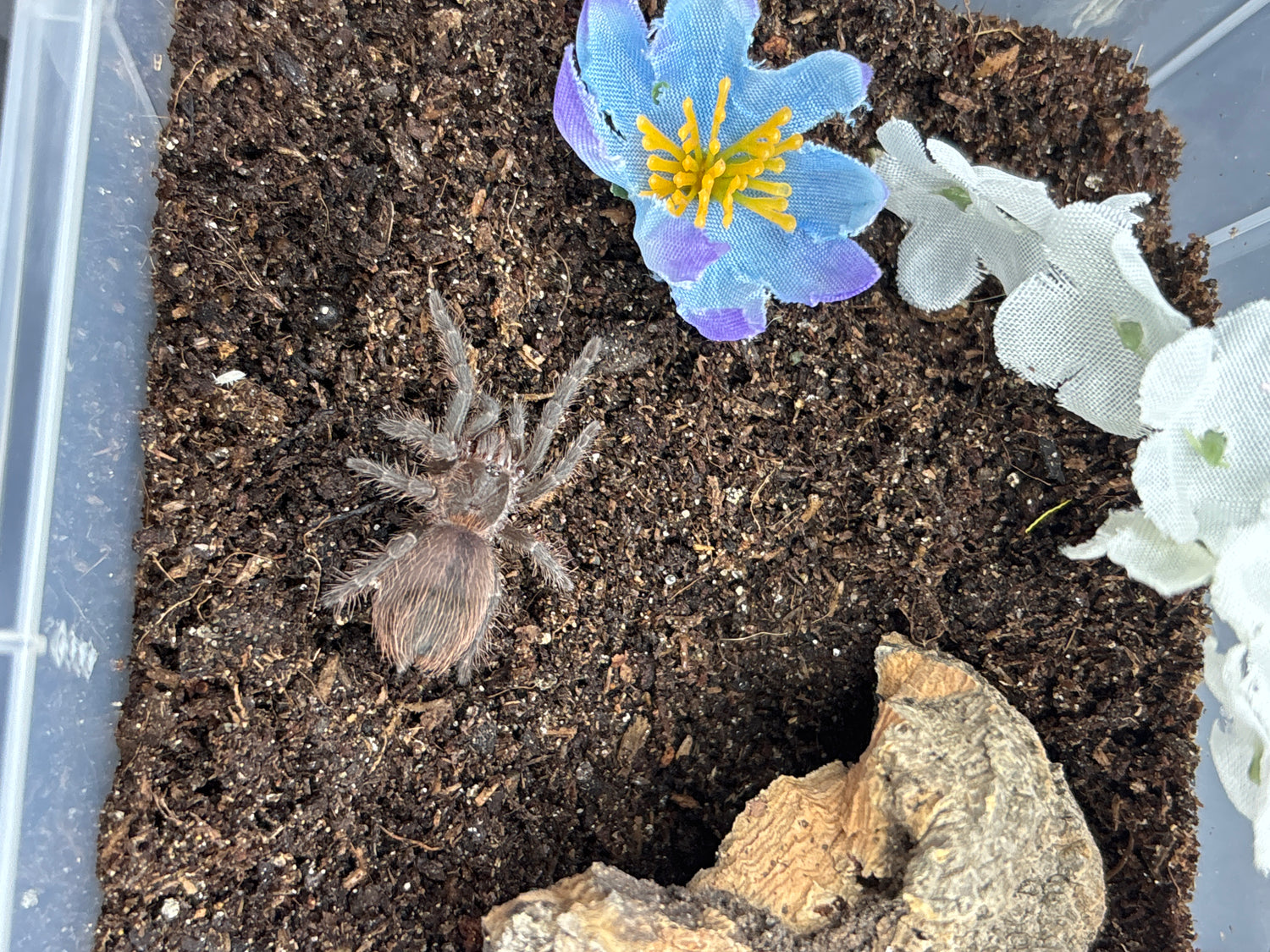 Webbed Wonders' Terrestrials