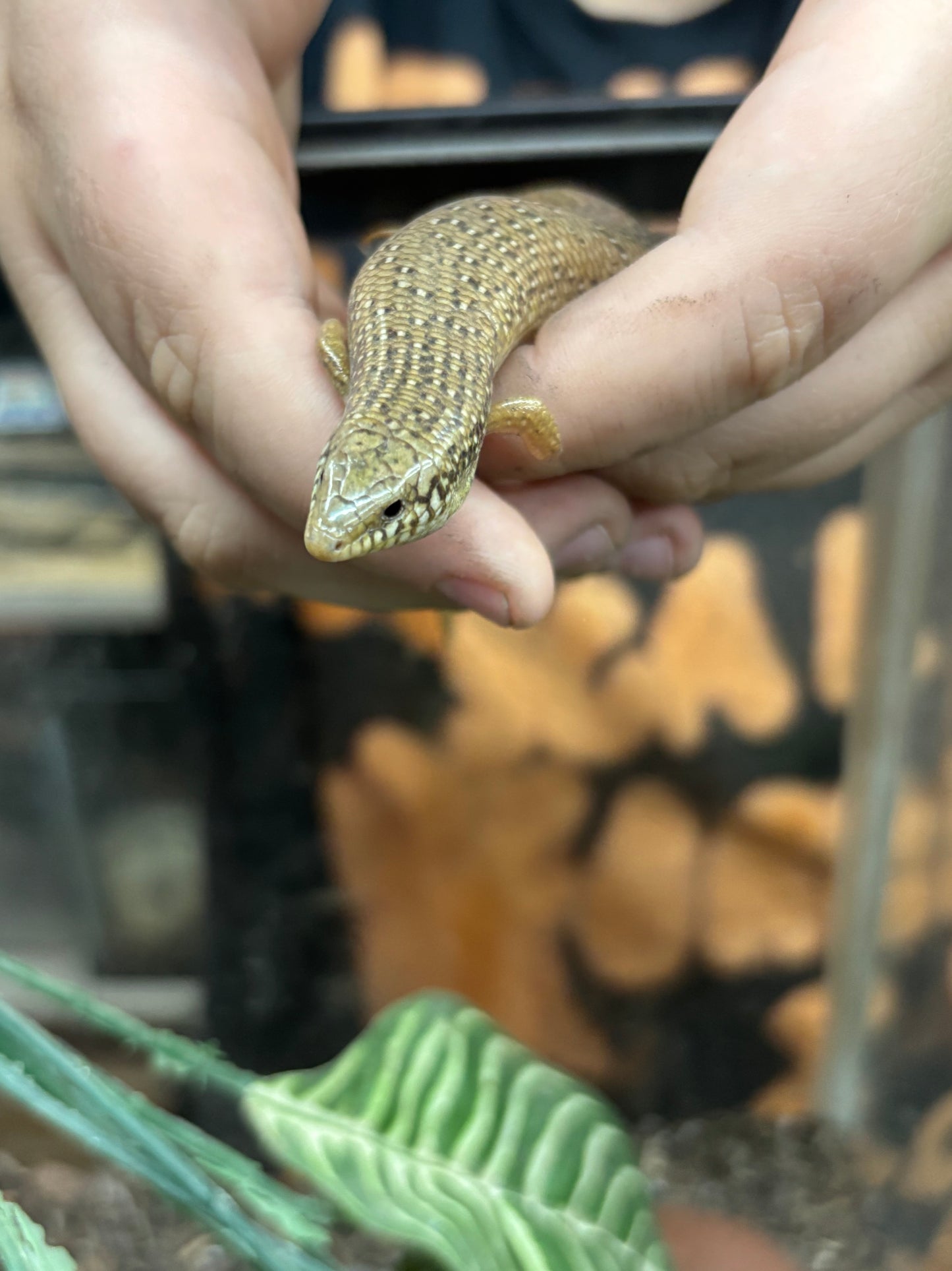 Ocellated Skinks