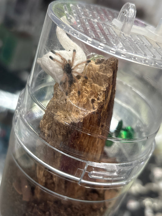 Avicularia Juruensis (Amazonian Pink Toe)