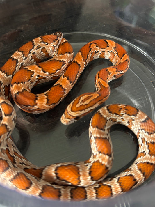 0.1 Classic Het Motley or Stripe