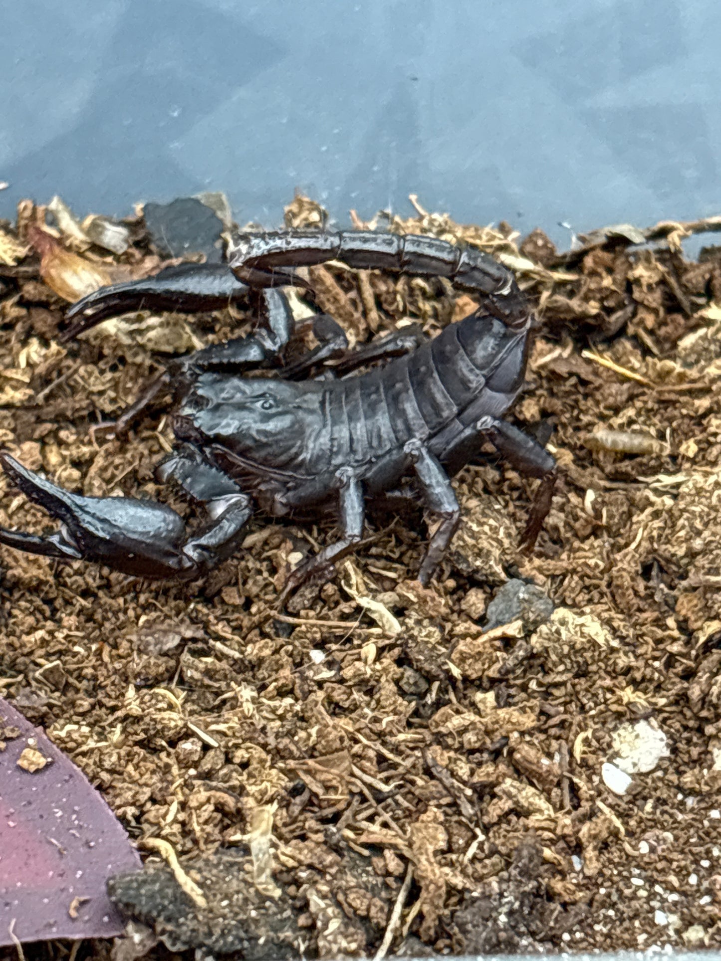 Heterometrus Spinifer (Malaysian Forest Scorpion)