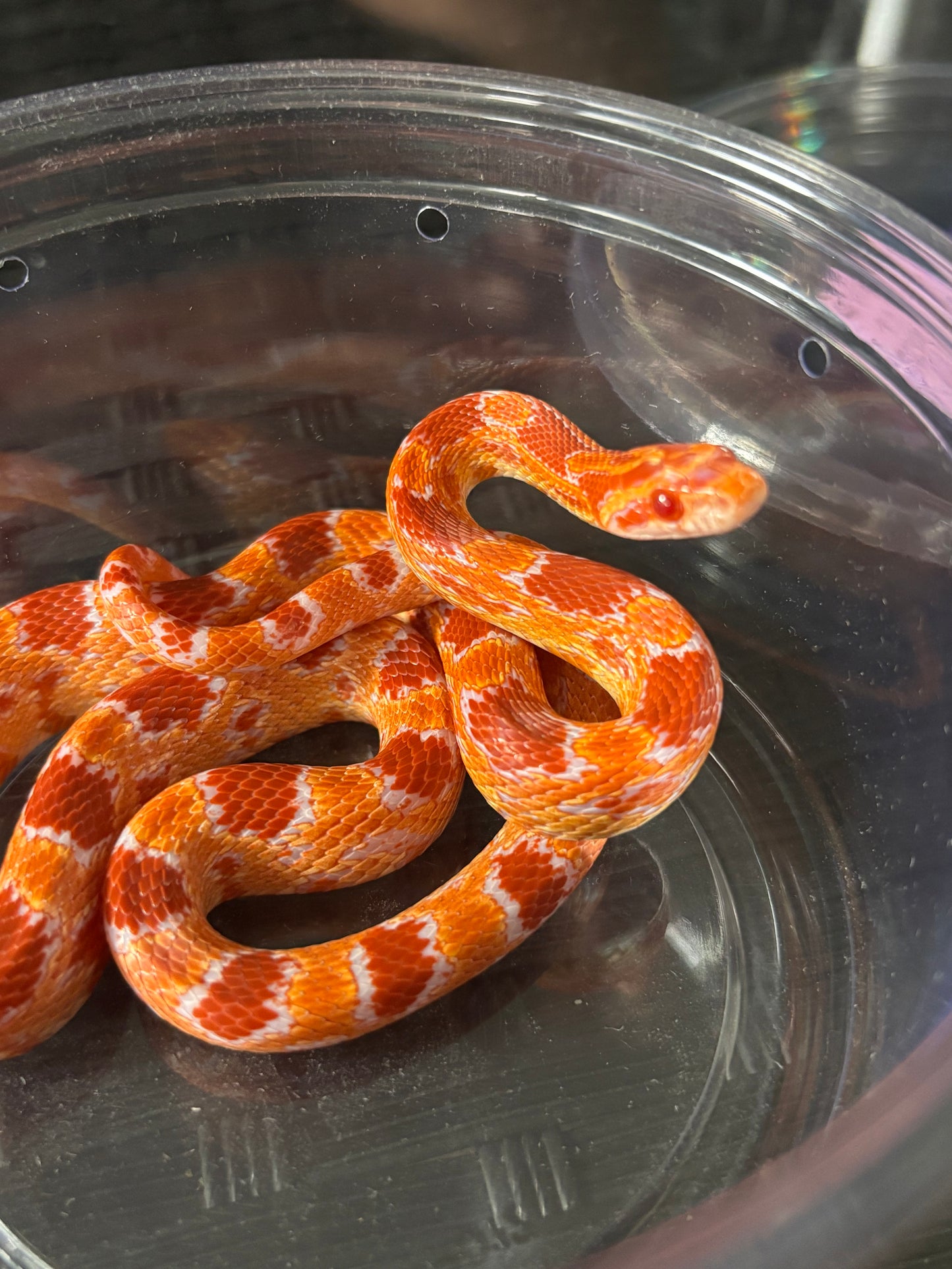 1.0 German Florescent Red Redhatch