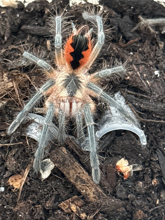 Pamphobeteus sp βCascadaβ (Cascada Birdeater)