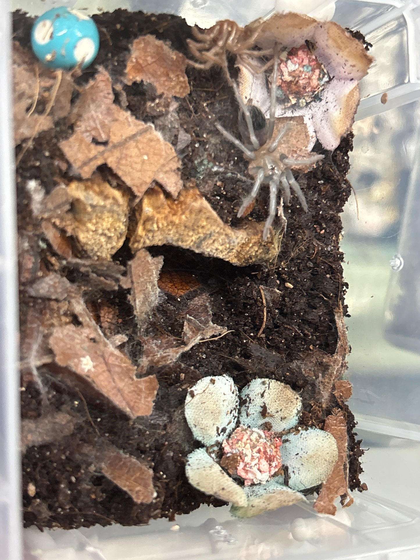 Aphonopelma Burica (Costa
Rican Blue Front)