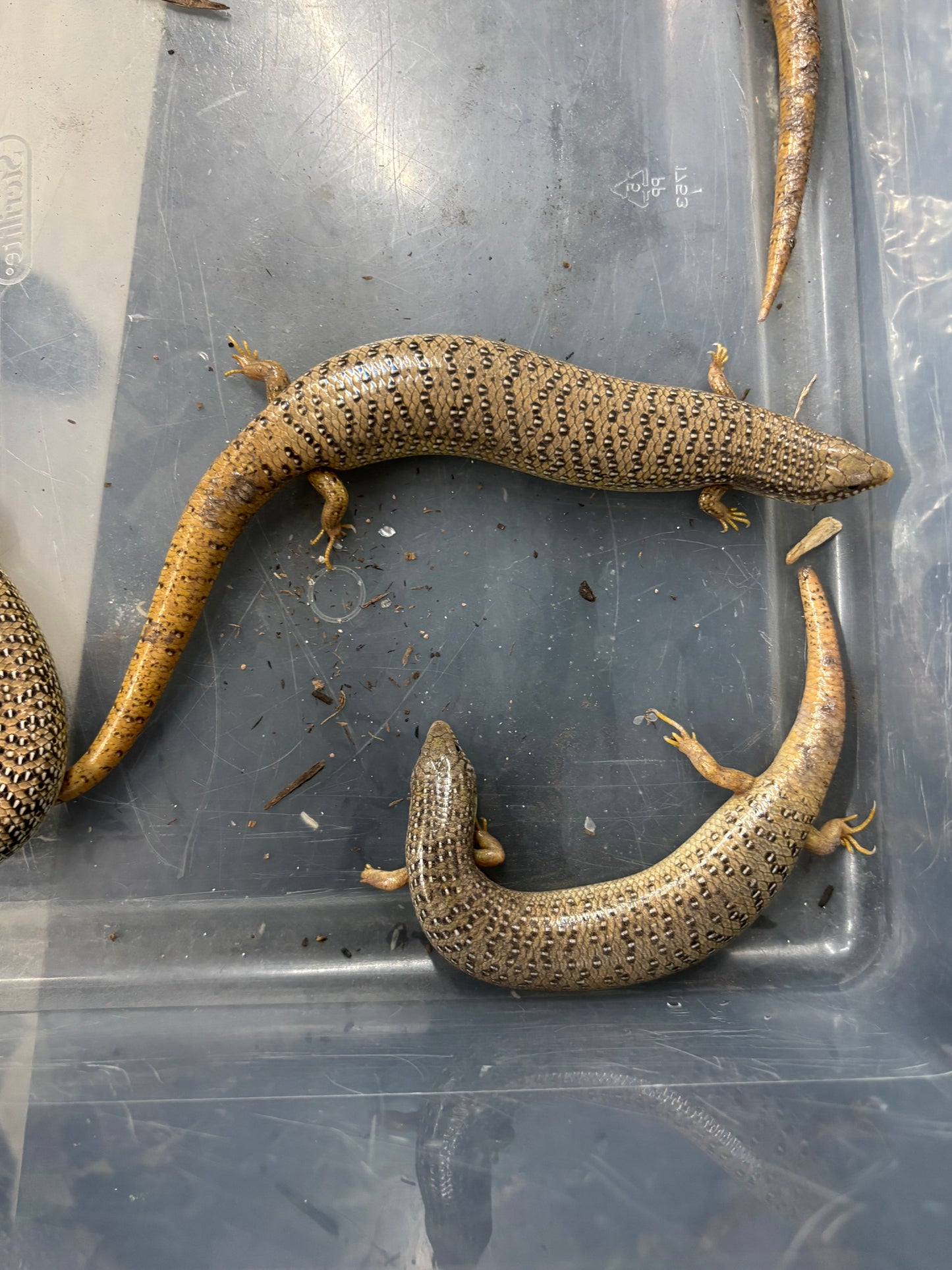Ocellated Skinks