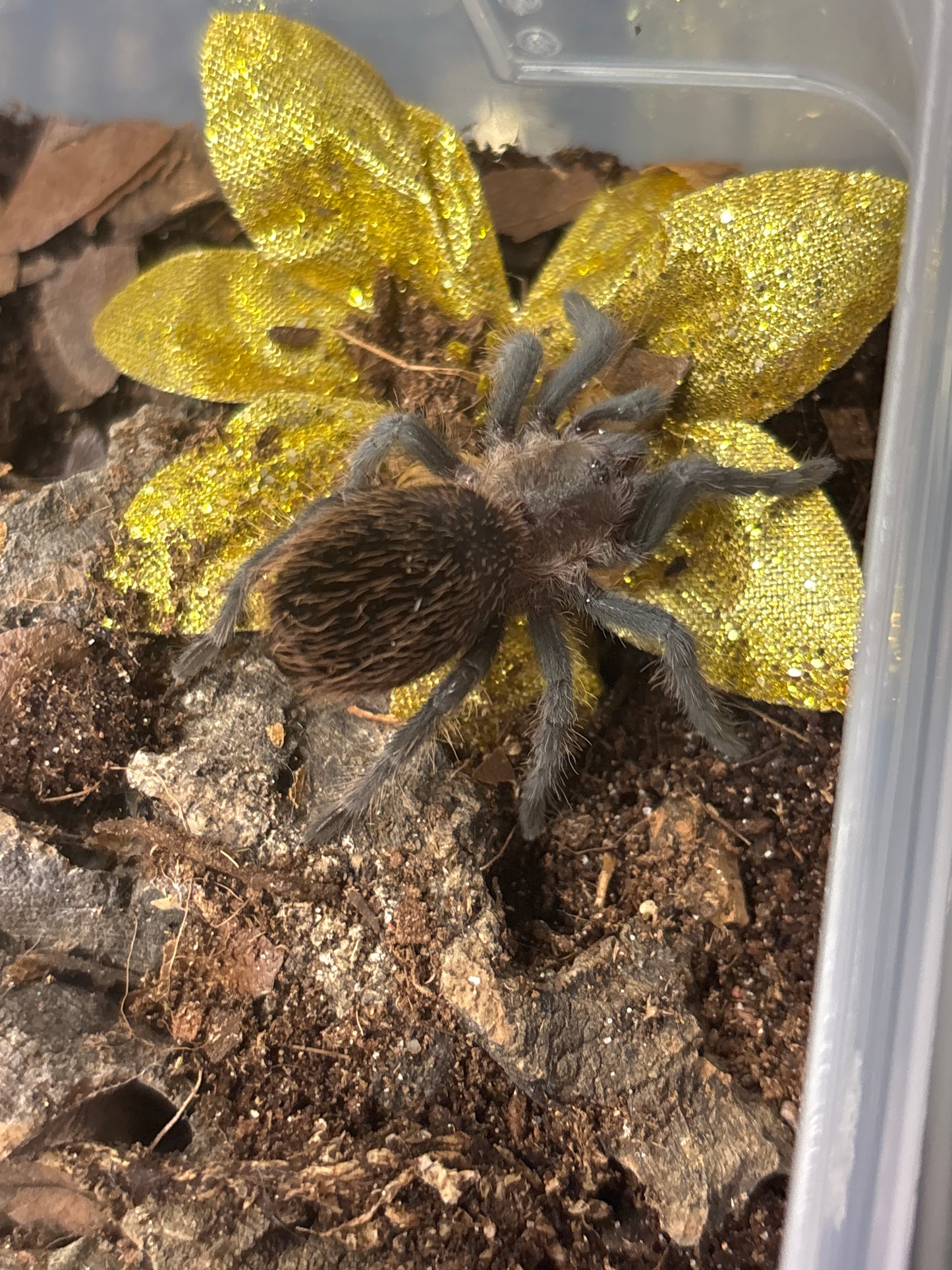 Aphonopelma sp 'Encinos'