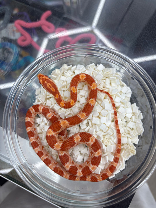 Amel Het Palmetto & Sunrise Female Corn Snake