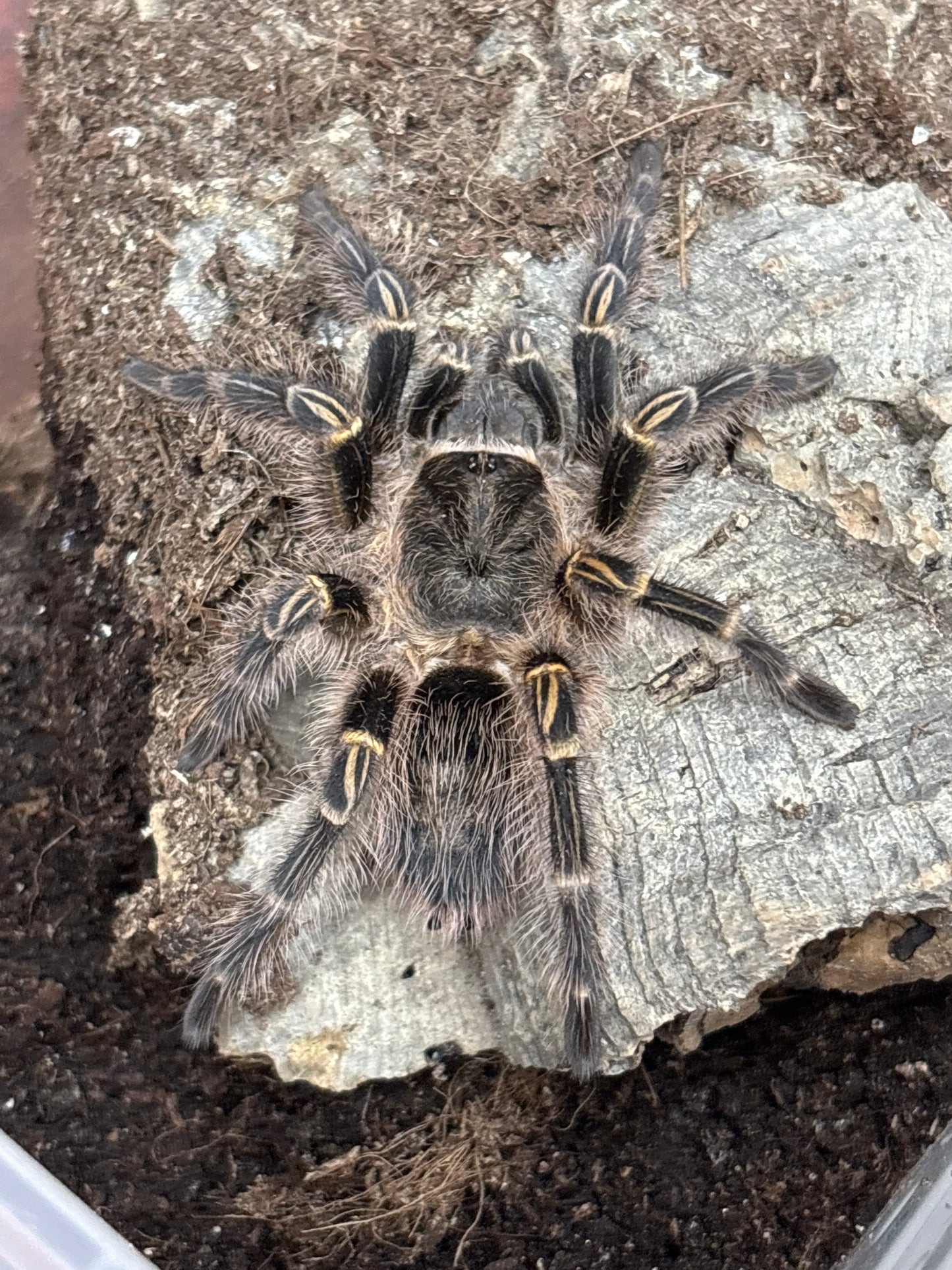 Grammostola Pulchripes (Chaco Golden-Knee)