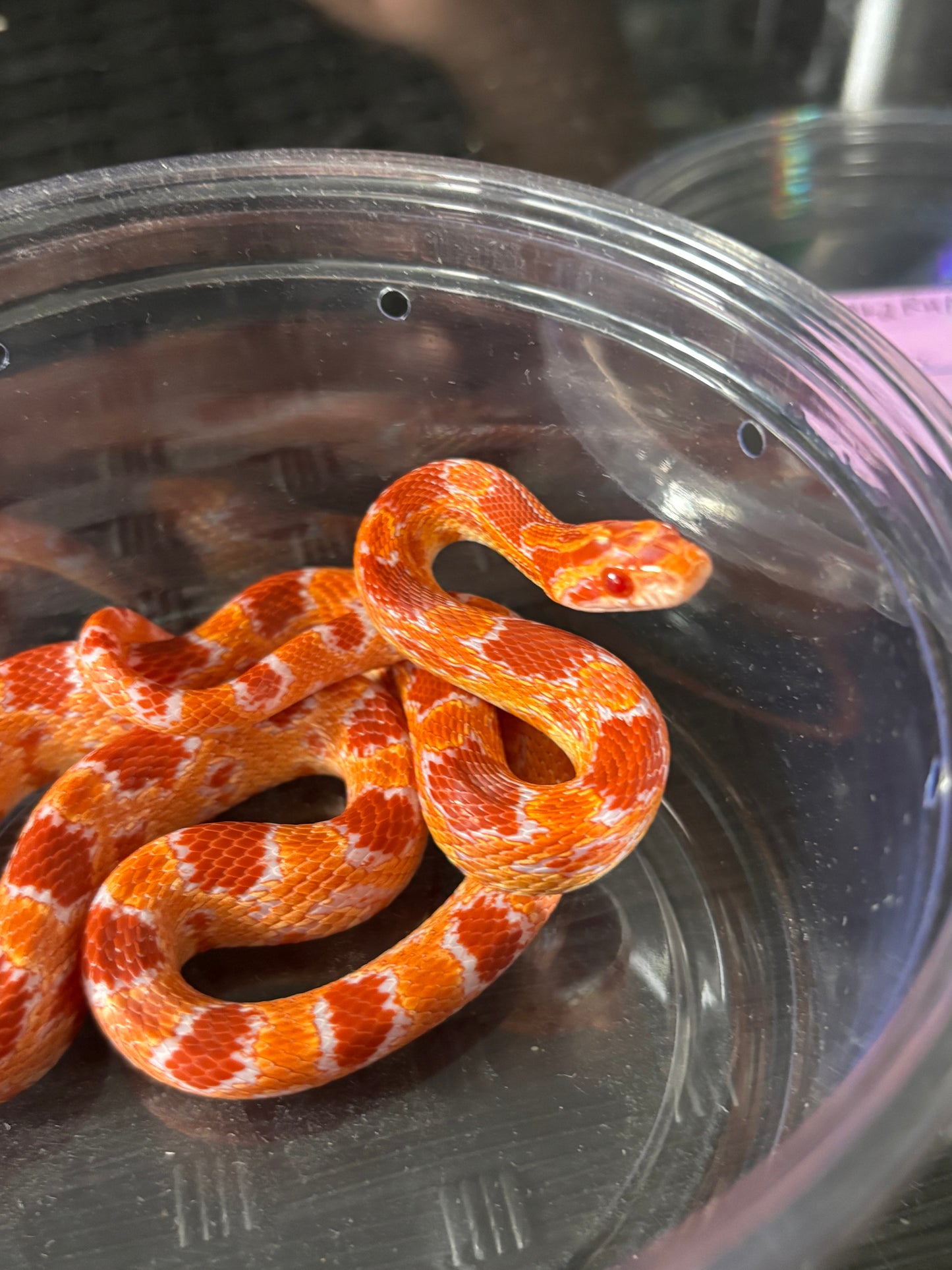 1.0 German Florescent Red Redhatch