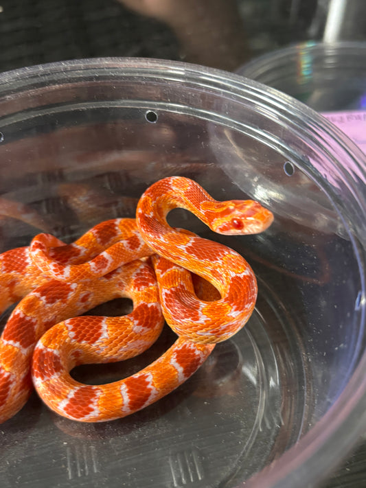 1.0 German Florescent Red Redhatch