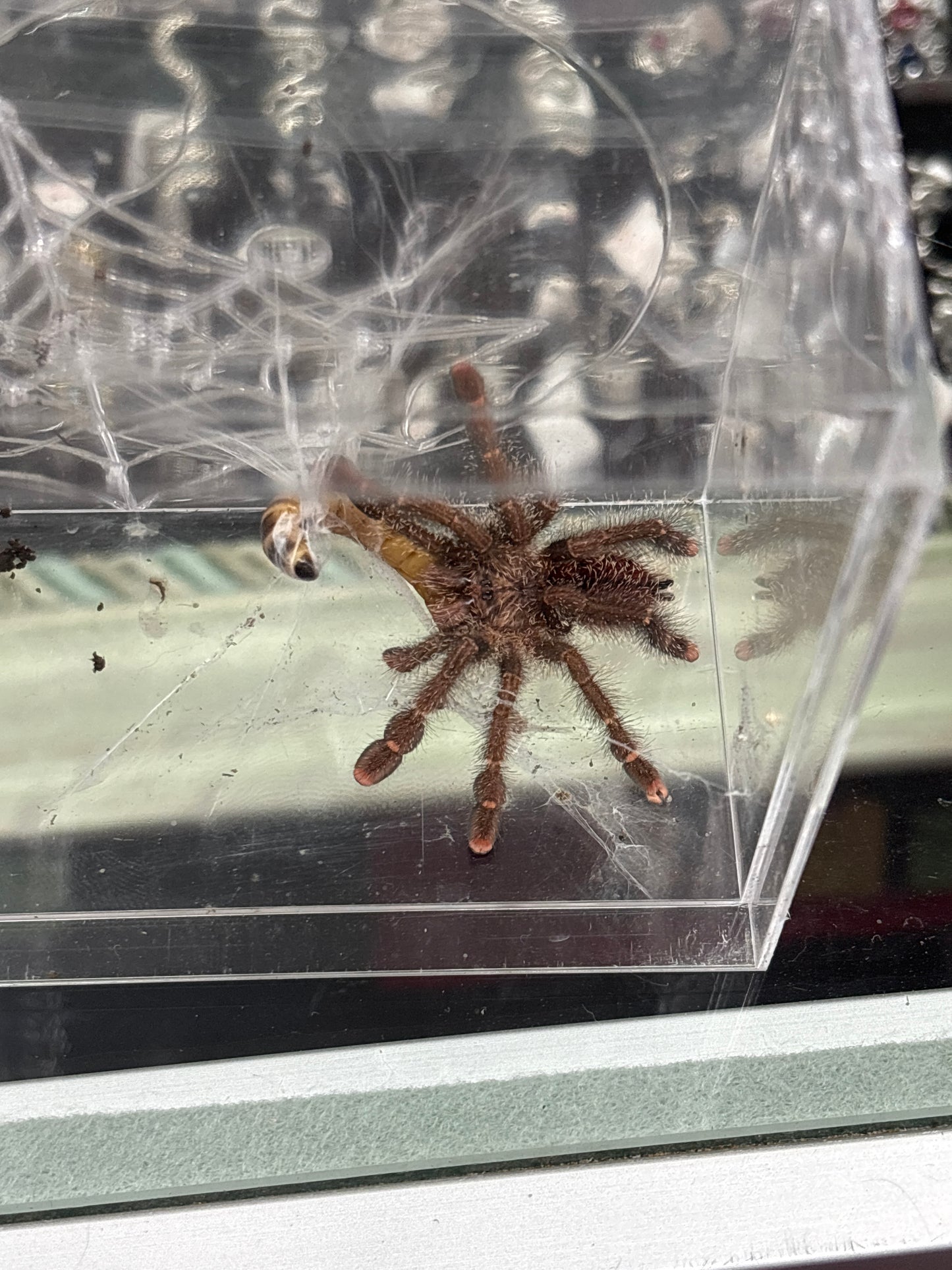 Avicularia Huriana (Ecuadorian Wolly Pink Toe)