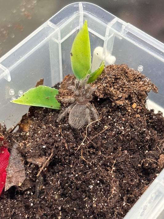 Tliltocatl Kahlenbergi (Veracruz Red-Rump)