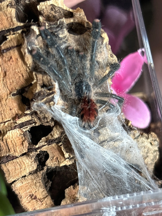 Avicularia Jurunesis M1 (Urticans Green Pink Toe)