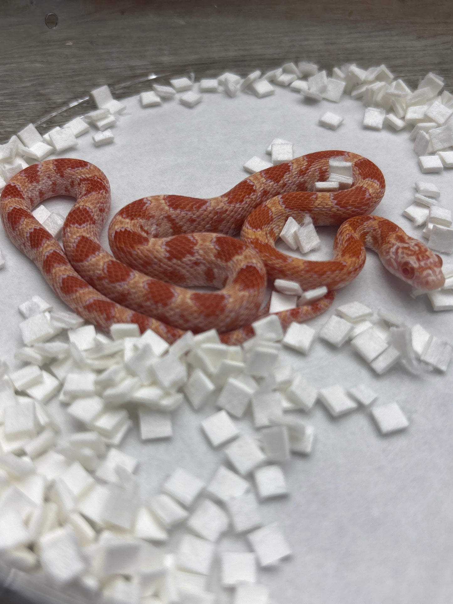 Inferno Amel Sunkissed Corn Snake