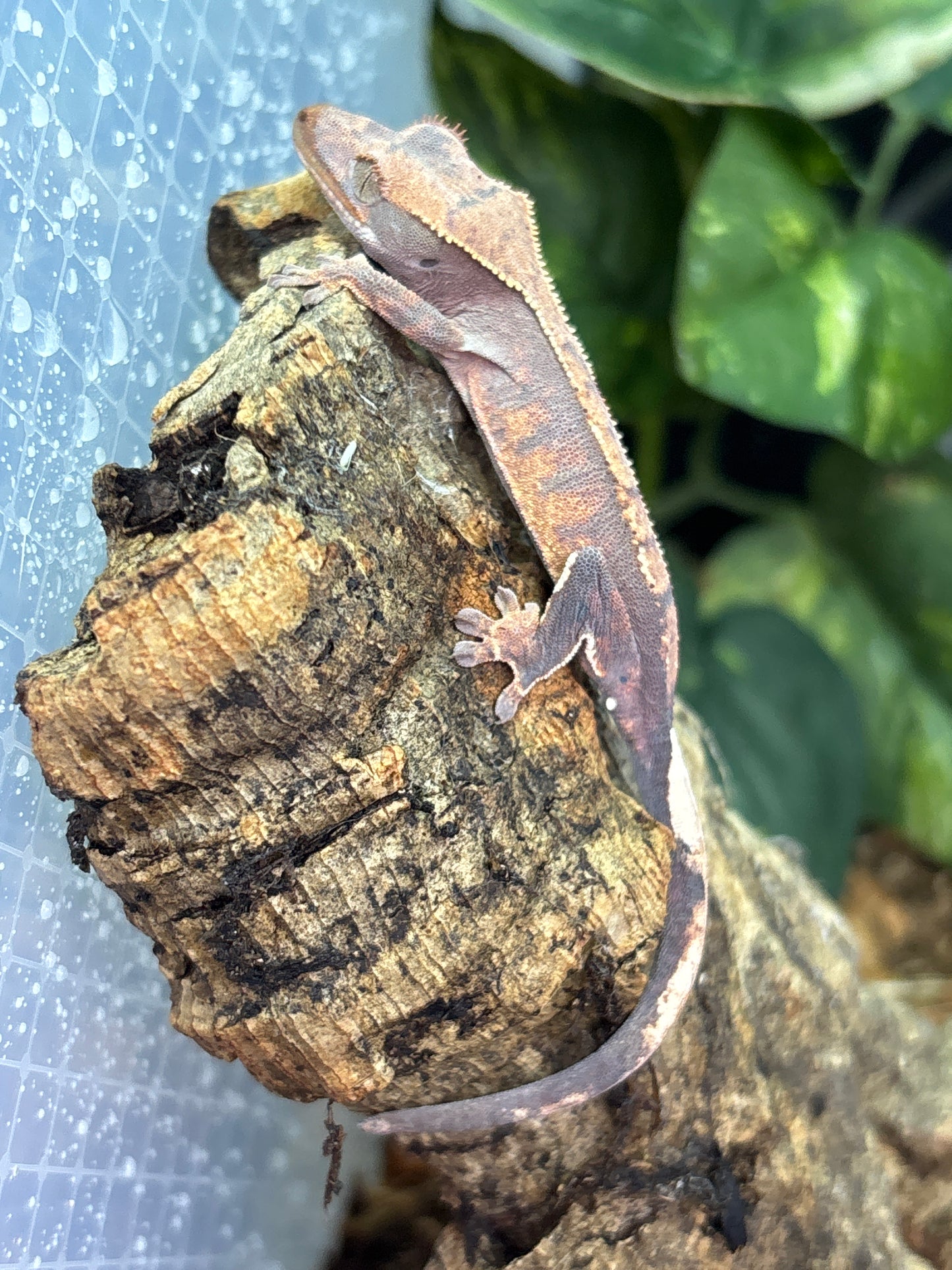 Fire Crested Gecko