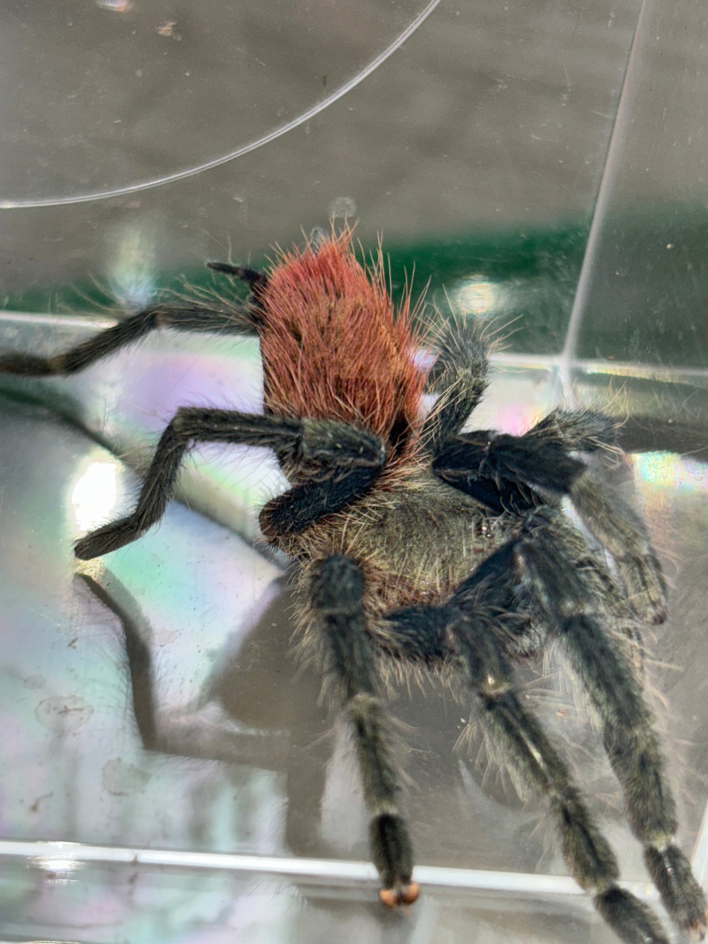 Thrixopelma Ockerti (Peru Flame Rump)