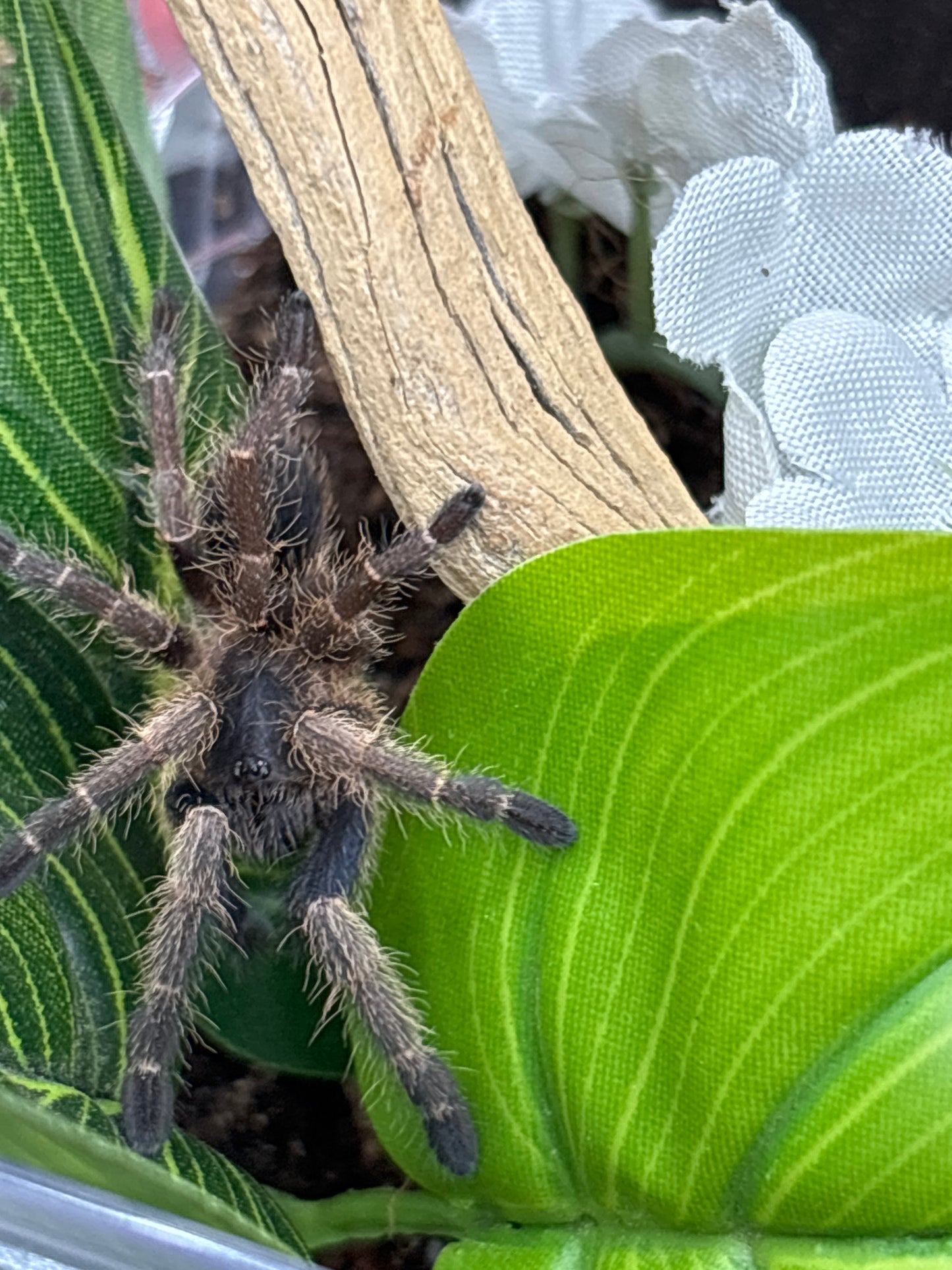 Ornithoctonus sp ‘Ranong Blue’ (Ranong Blue Earth Tiger)