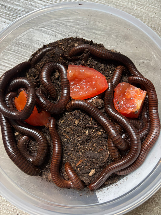 Chocolate Millipedes x6