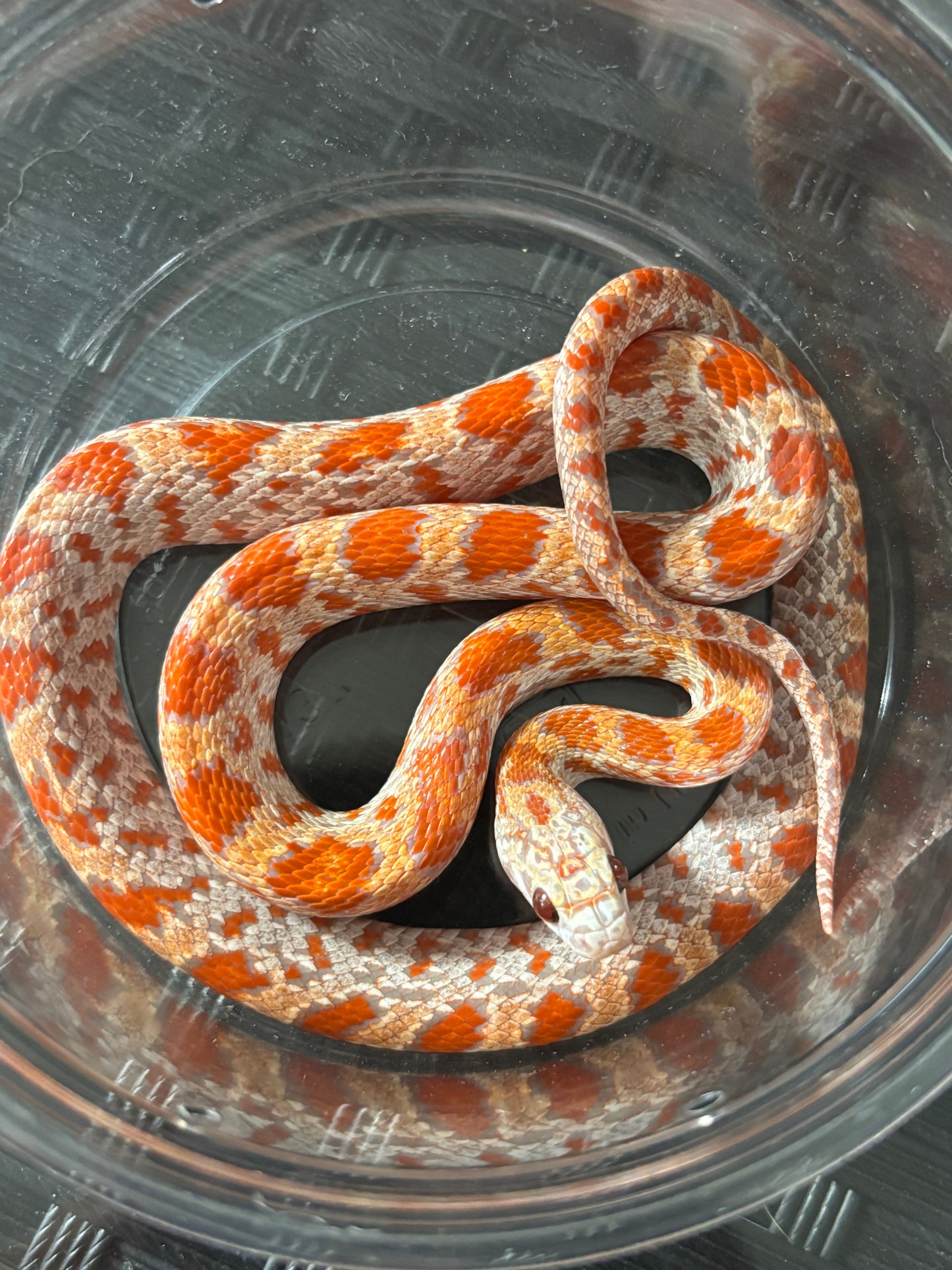 1.0 Ultramel Sunkissed