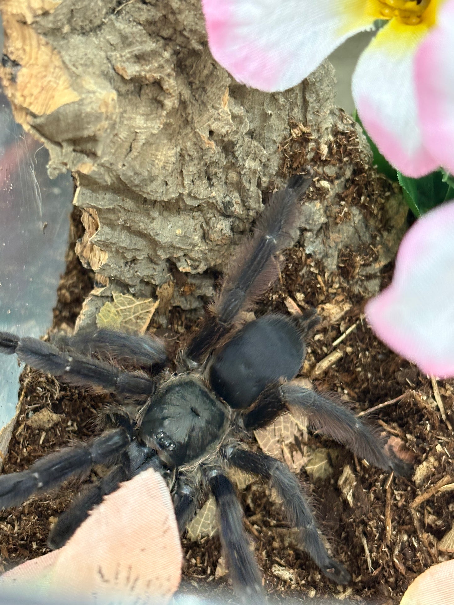 Tapinauchenius Violaceous (Violet Tree Spider)