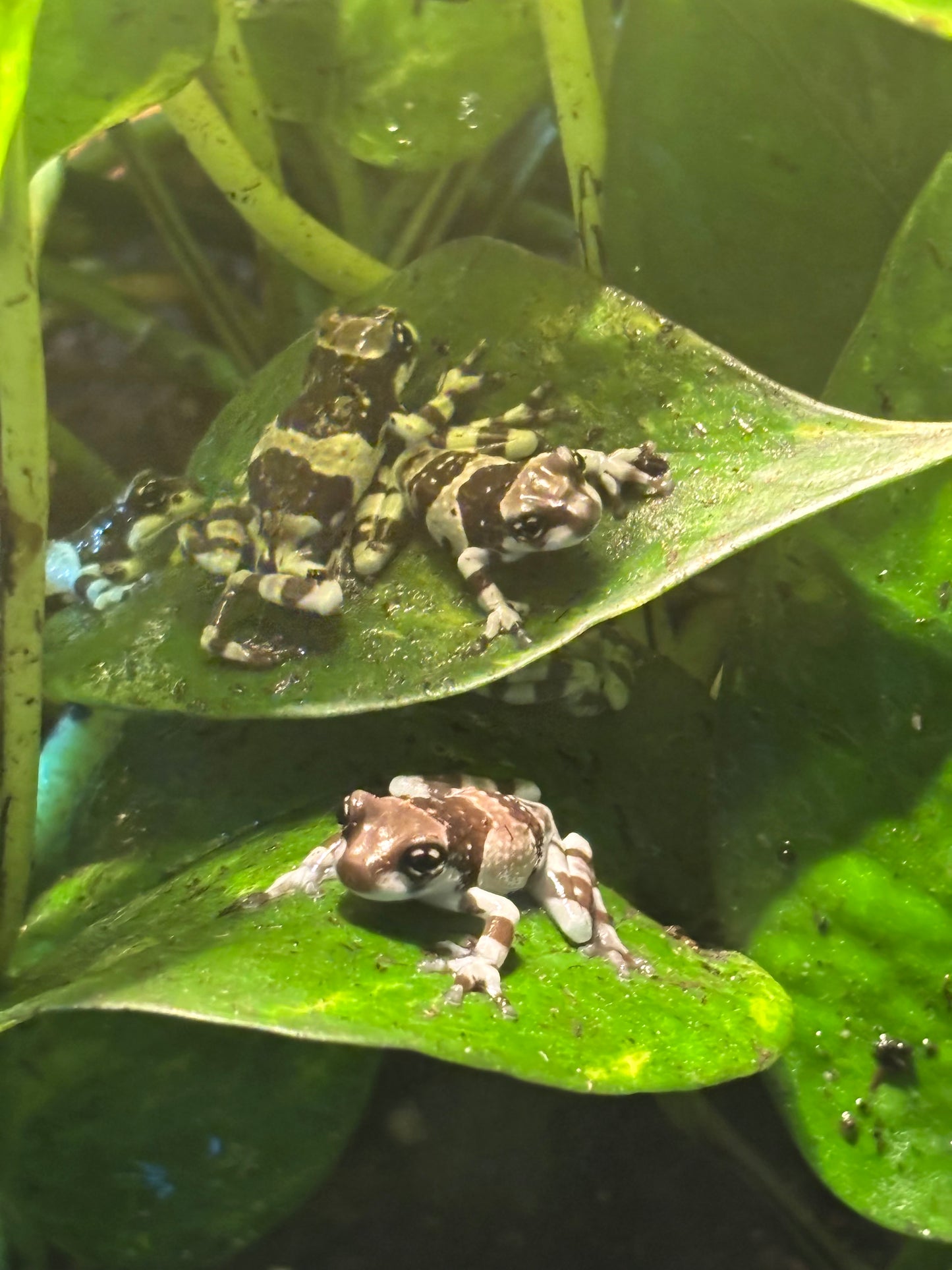 Milk Frogs