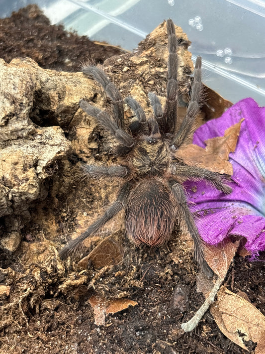 Phormictopus Auratus (Cuban Bronze)