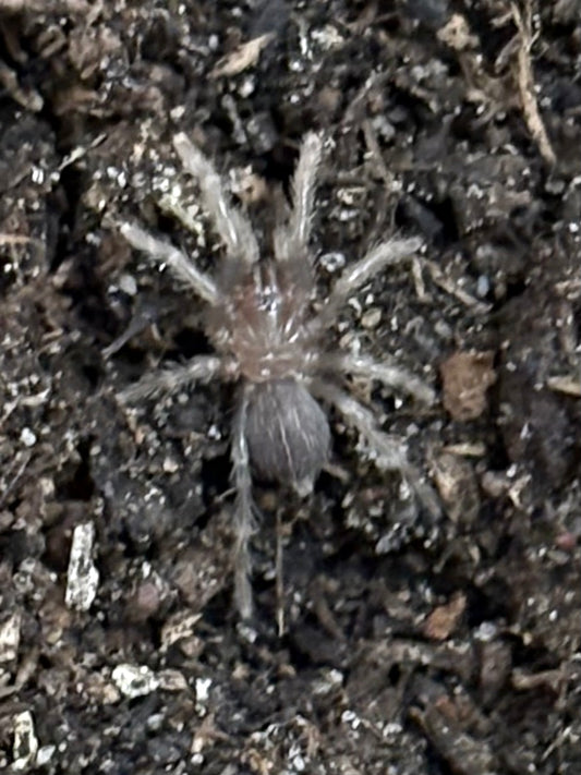 Cyriocosmus sp ‘Pinturas’
