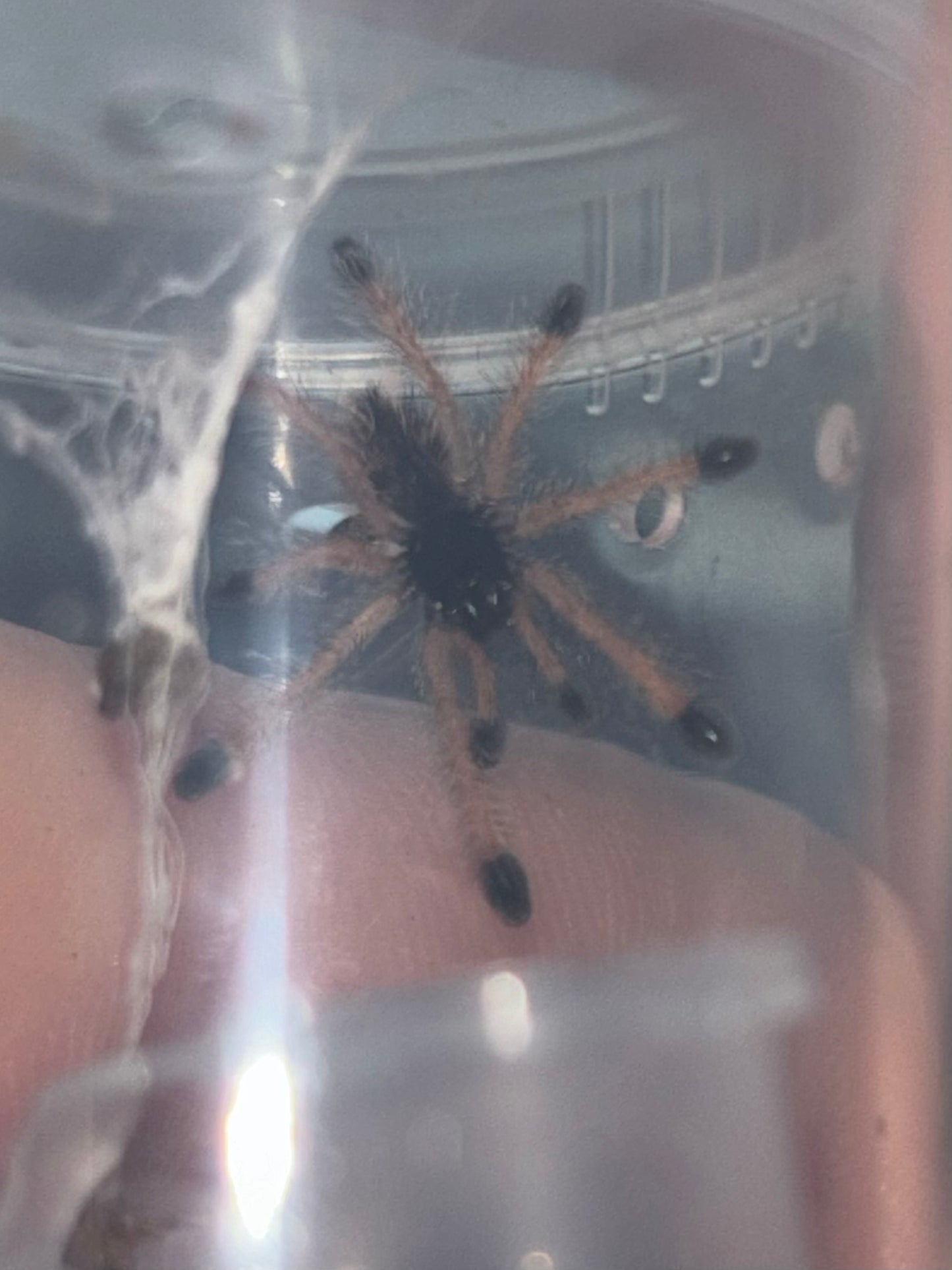 Avicularia Avicularia M6 (Metallic Pink Toe)