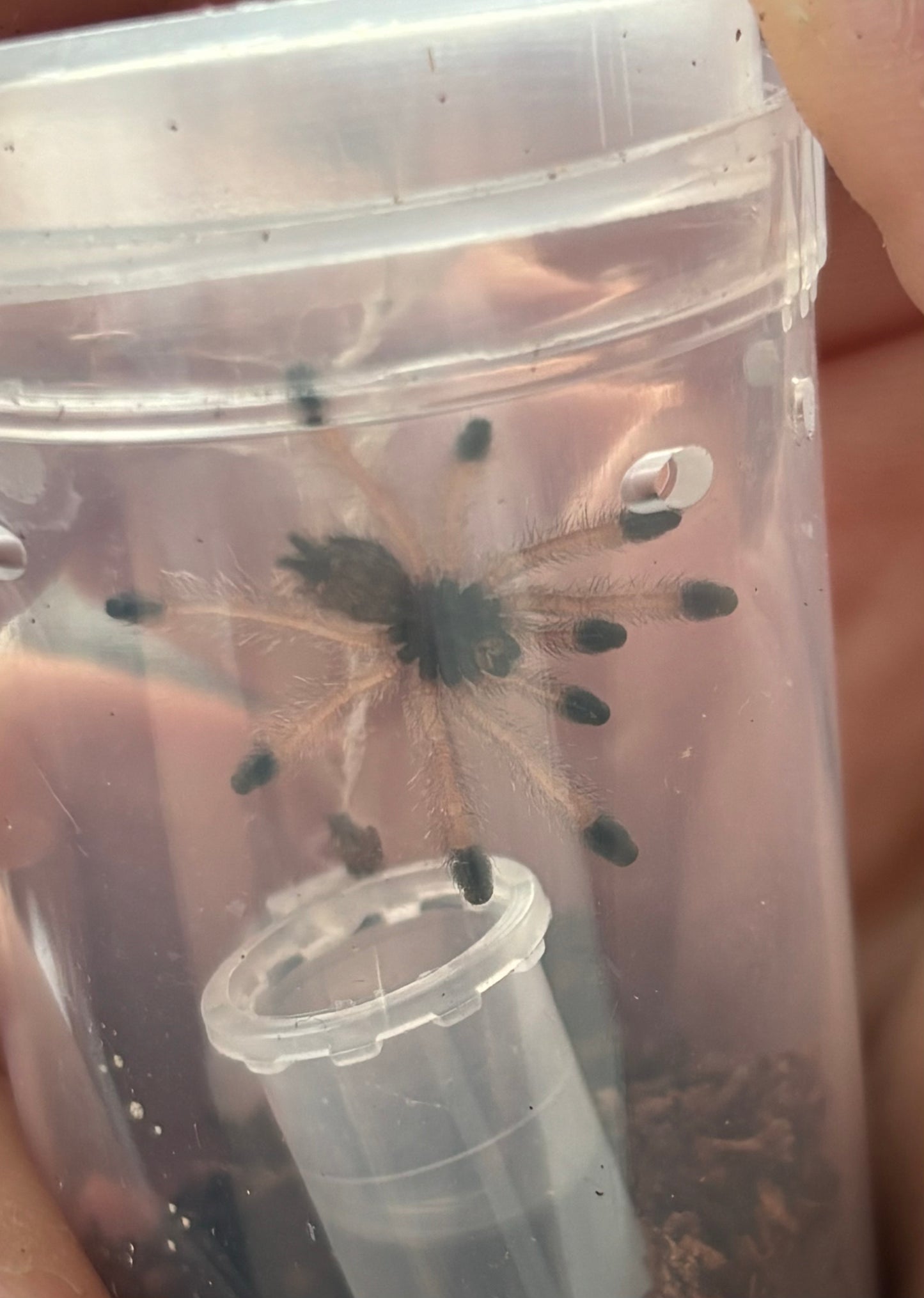 Avicularia Avicularia M6 (Metallic Pink Toe)