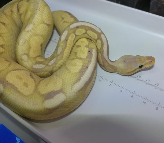 Banana Pewter Sandblast Ball Python Male