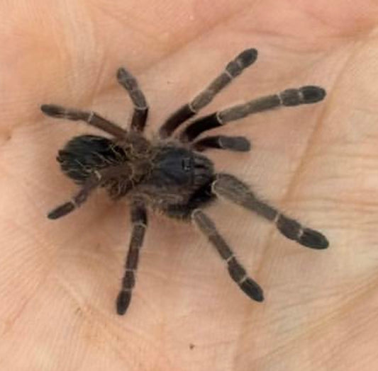 Ornithoctonus sp ‘Ranong Blue’ (Ranong Blue Earth Tiger)