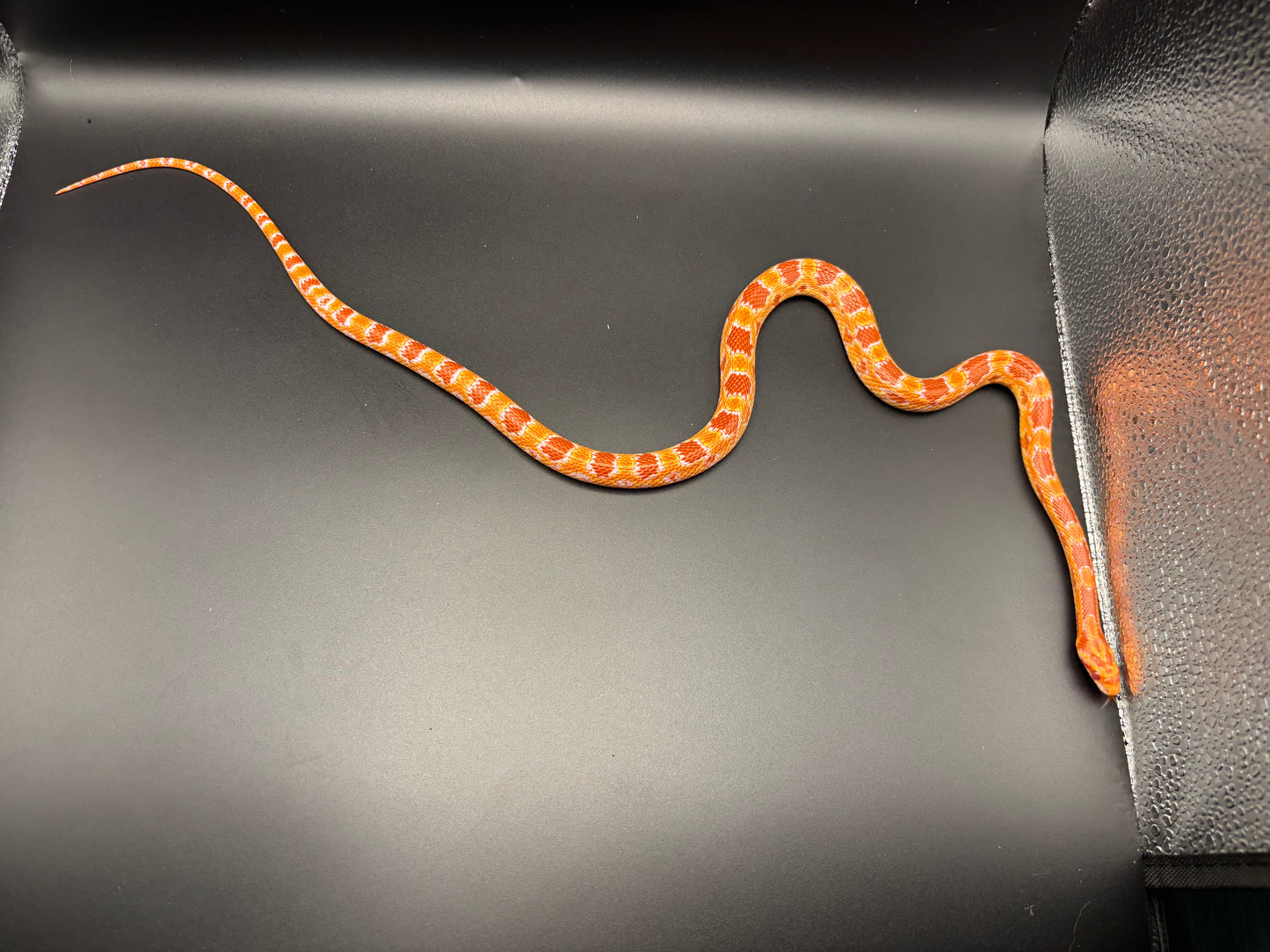 1.0 German Florescent Red Redhatch